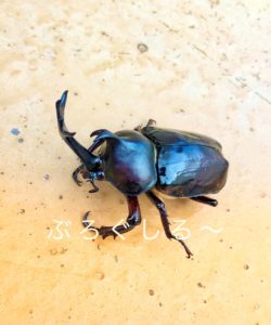 カブトムシの亡骸