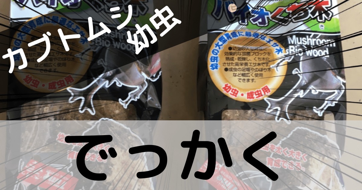 カブトムシの幼虫をバイオ朽木で大きくする計画 ぶろぐしる カブトムシの幼虫をバイオ朽木で大きくする計画 ぶろぐしる