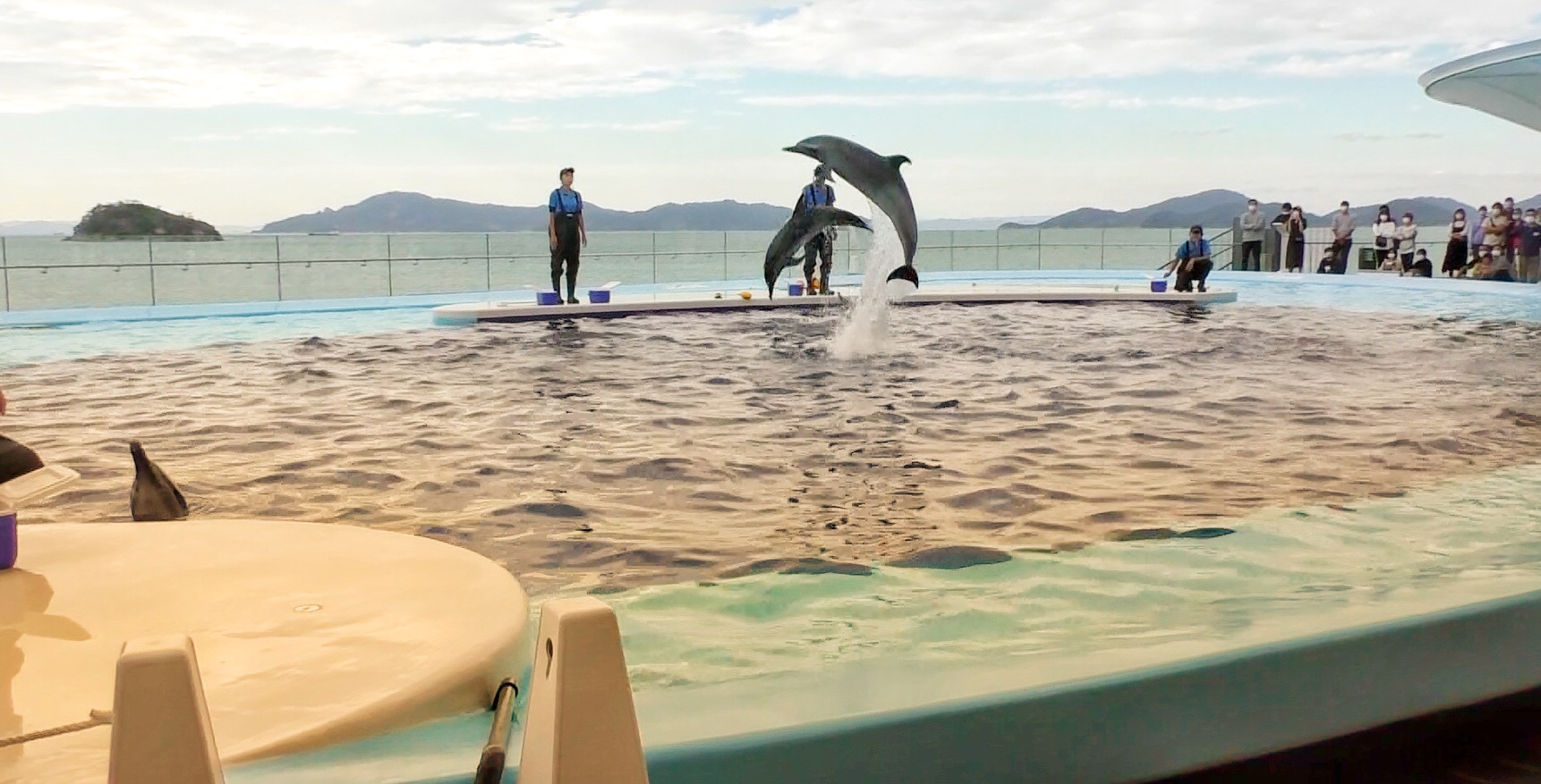 四国水族館ひどい 否 イルカショーを時間別 3度 満喫可能 ぶろぐしる 四国水族館ひどい 否 イルカショーを時間別 3度 満喫可能 ぶろぐしる