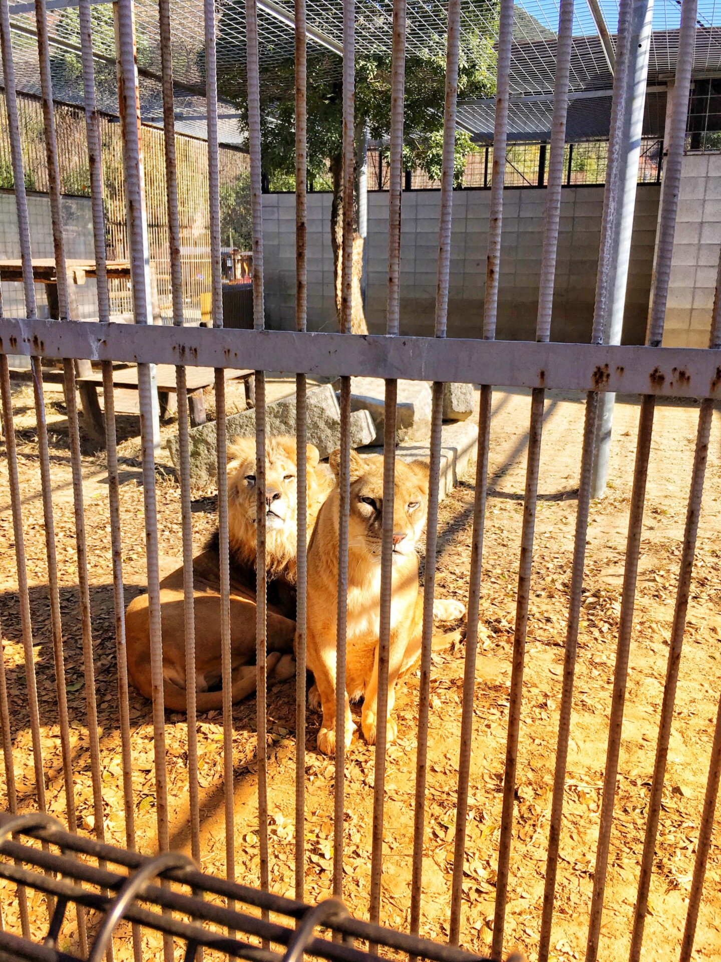 しろとり動物園