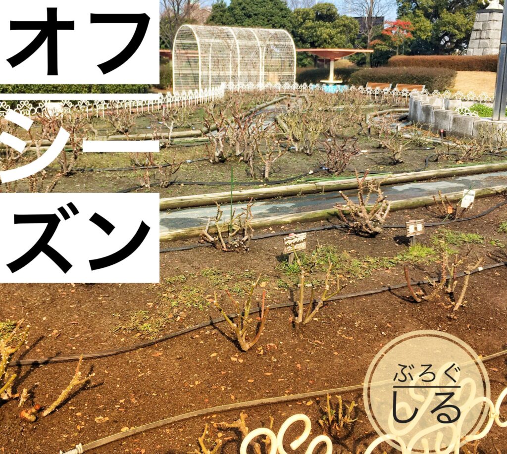 伊予三島運動公園のバラ(オフシーズン)