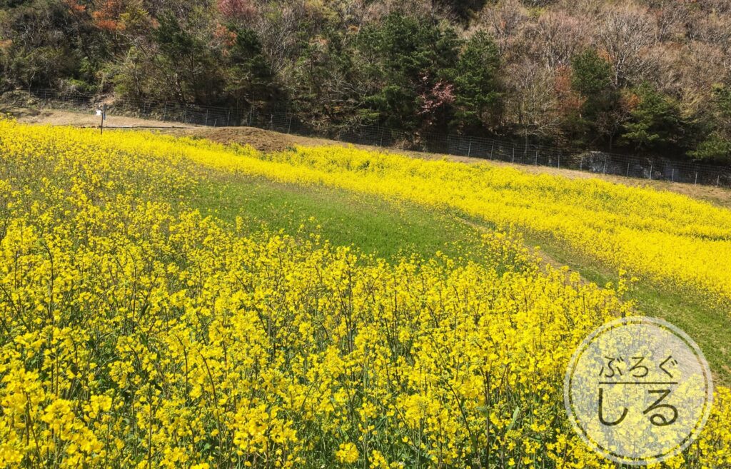 翠波高原の菜の花畑