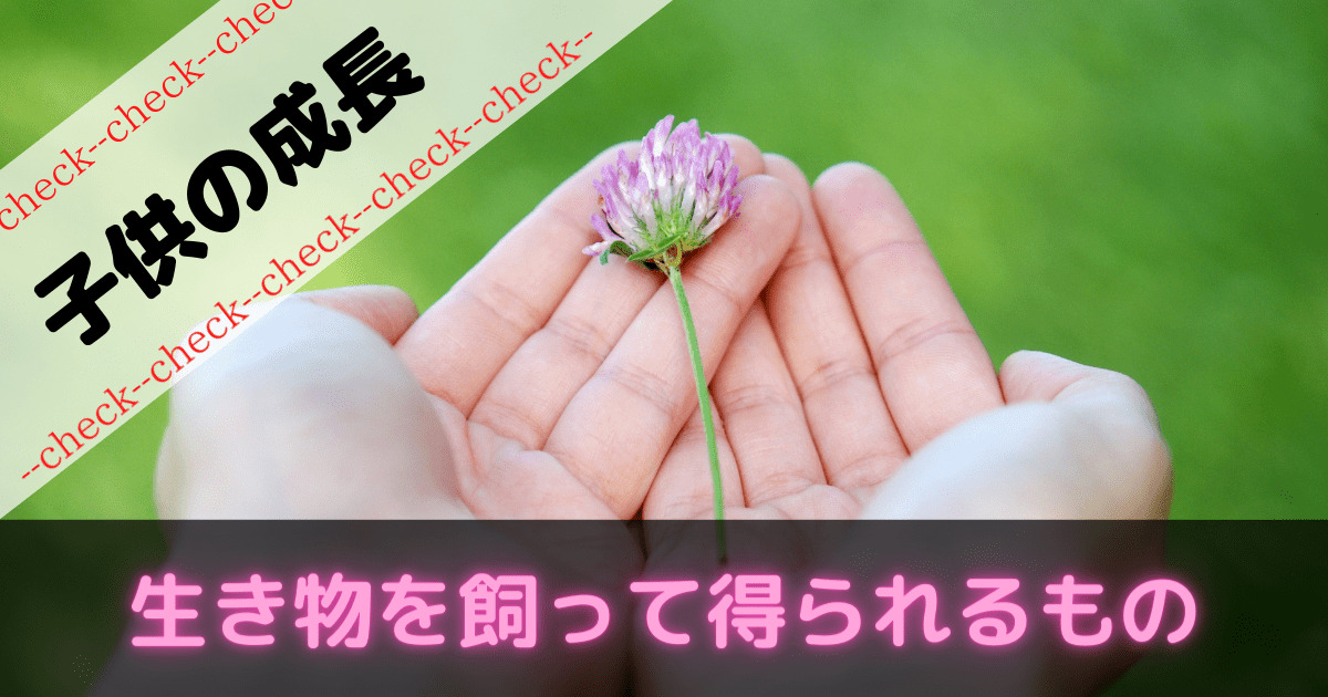 子供 生き物を飼うのにオススメは ムシ ぶろぐしる