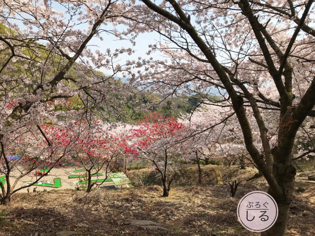 不動の滝カントリーパークの桜