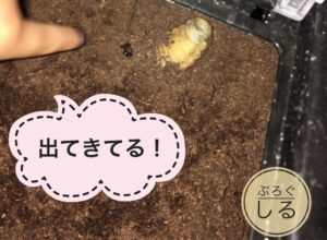 カブトムシ前蛹前に土から出てきた