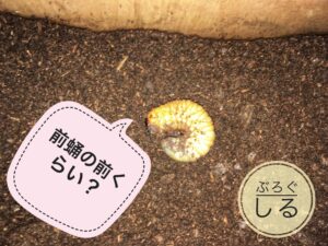 カブトムシ前蛹前に土から出てきた