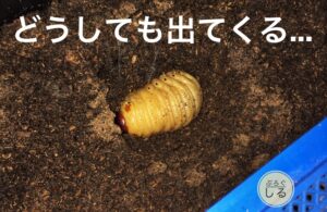 カブトムシ前蛹が土から出てくる
