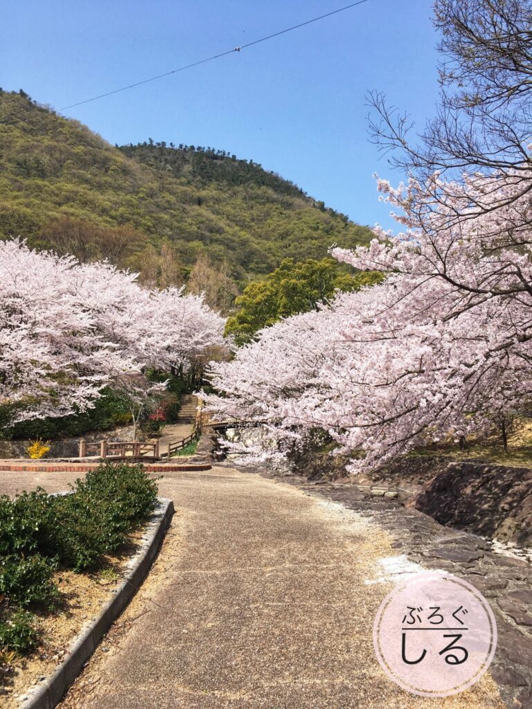 不動の滝カントリーパークの桜