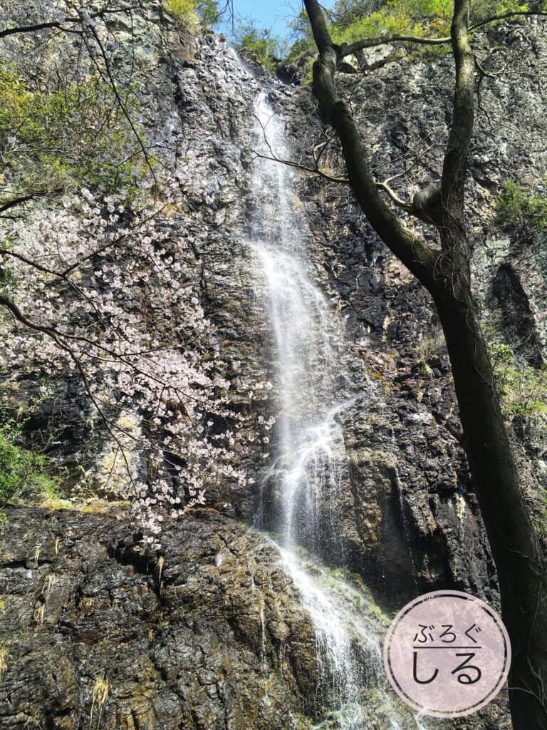 不動の滝カントリーパークの桜