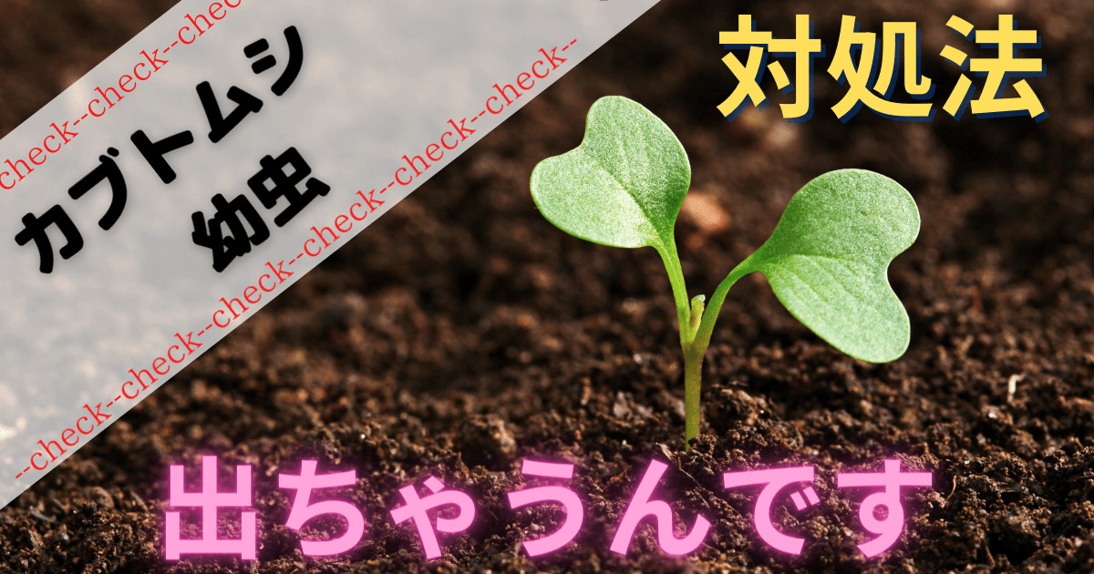 土から出てくる カブトムシ カブトムシの幼虫が出てくる！理由や対策法をご紹介