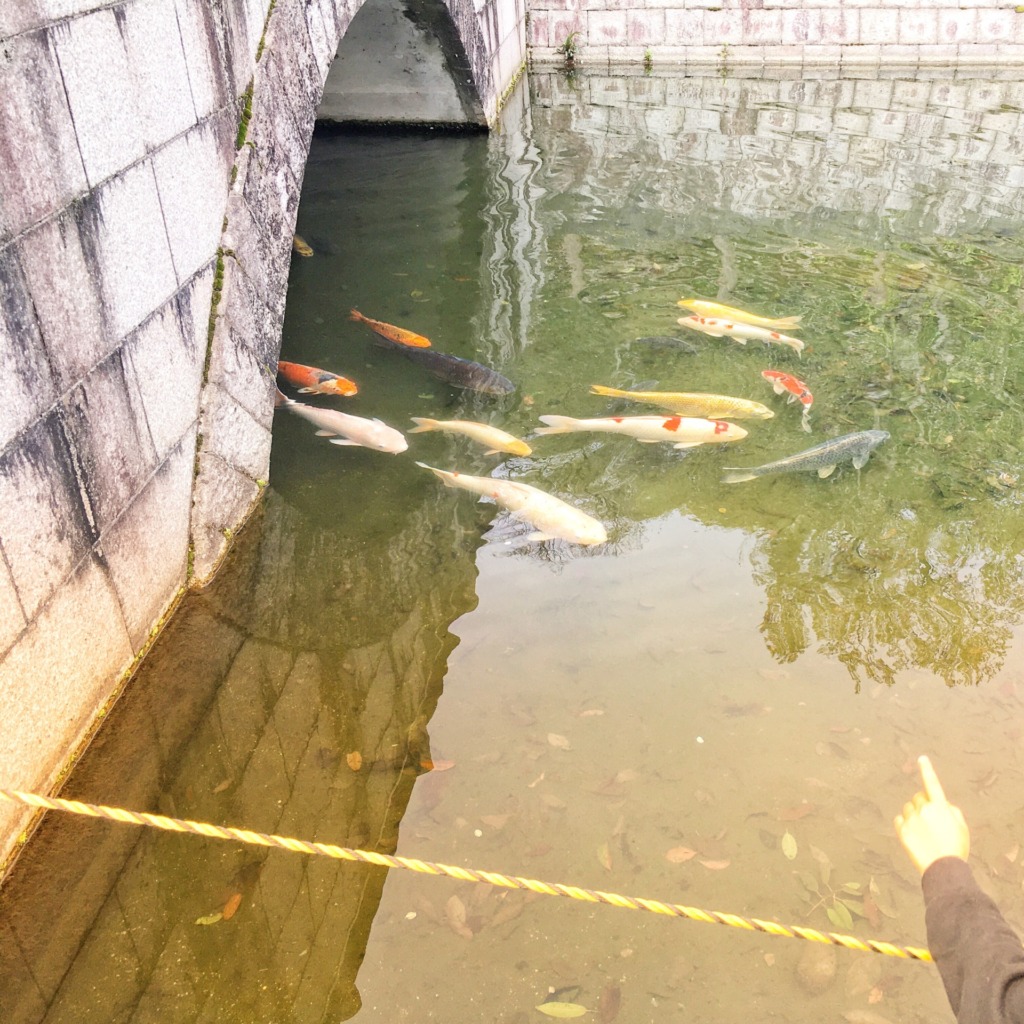 森と湖畔の公園の鯉