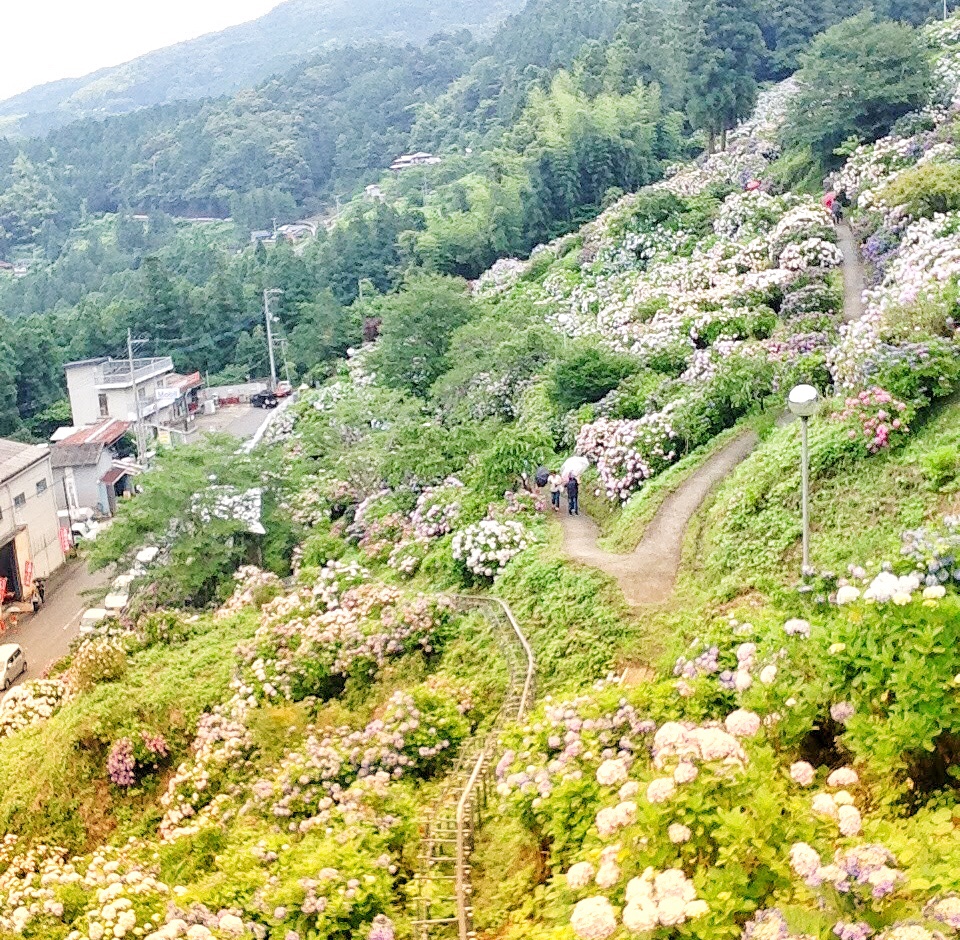 新宮あじさいの里