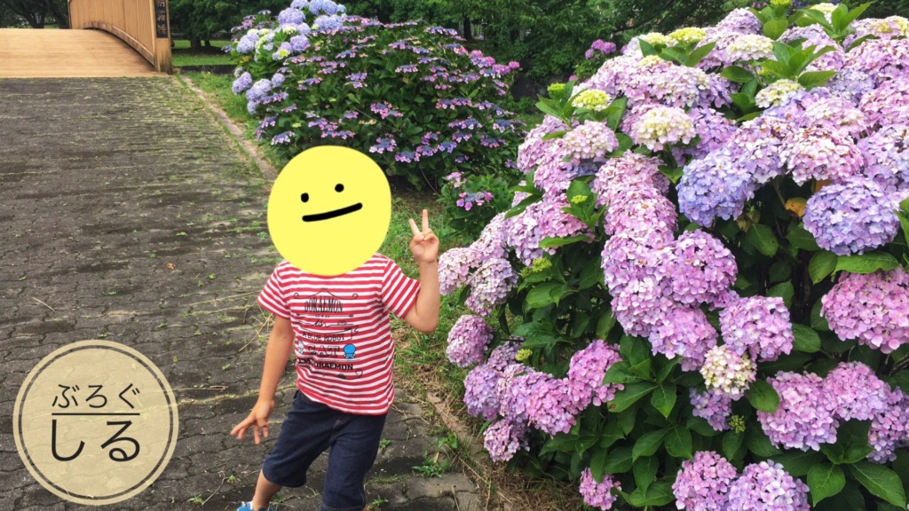 金砂湖畔公園のあじさい