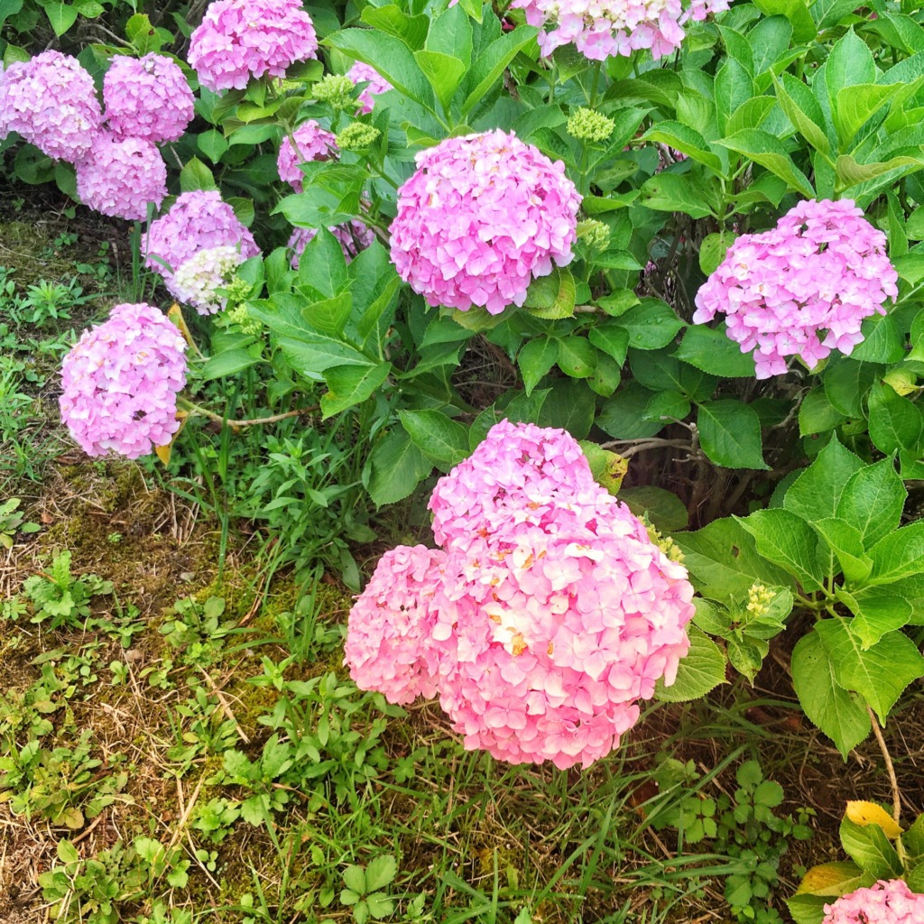 下長瀬あじさい公園のあじさい