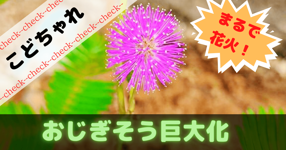 こどもちゃれんじ おじぎそうが巨大化した件 ぶろぐしる