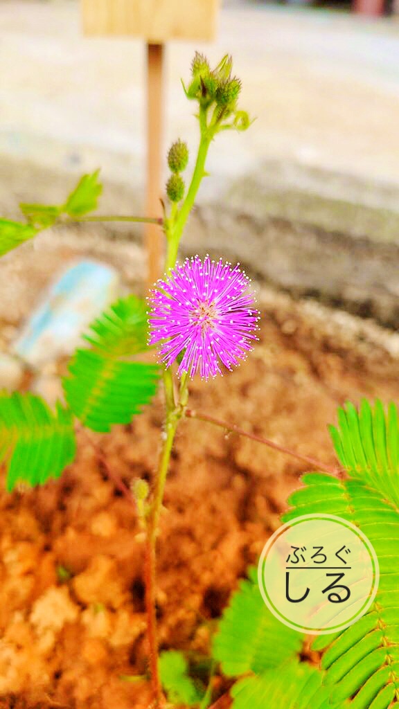 こどもちゃれんじおじぎそう綺麗な花が咲いた