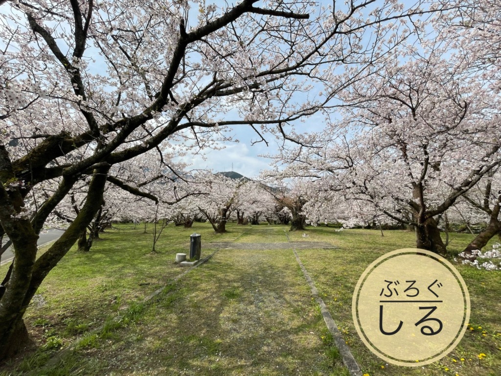 すすきが原入野公園の桜が満開