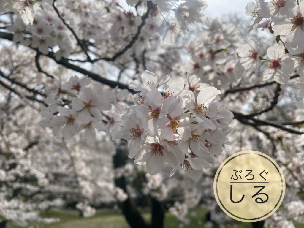 すすきが原入野公園の桜が満開