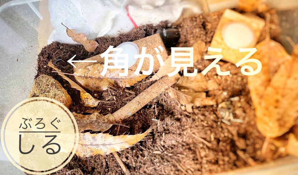 カブトムシのオス同士を同じケースに入れていたら・・・