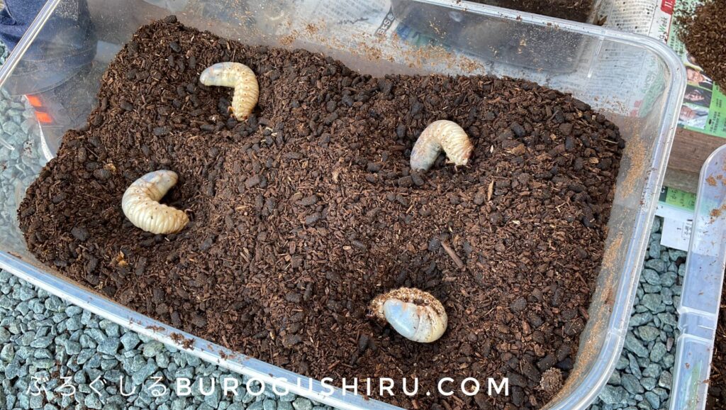 カブトムシの土を交換。幼虫を穴にセット。