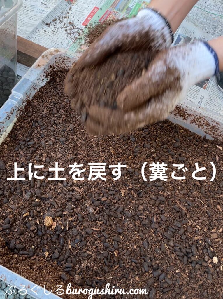 カブトムシの土を交換。糞ごと土を戻す。