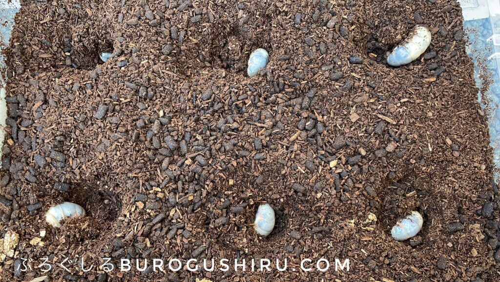 カブトムシの土を交換。幼虫が穴にもぐっていくところ。