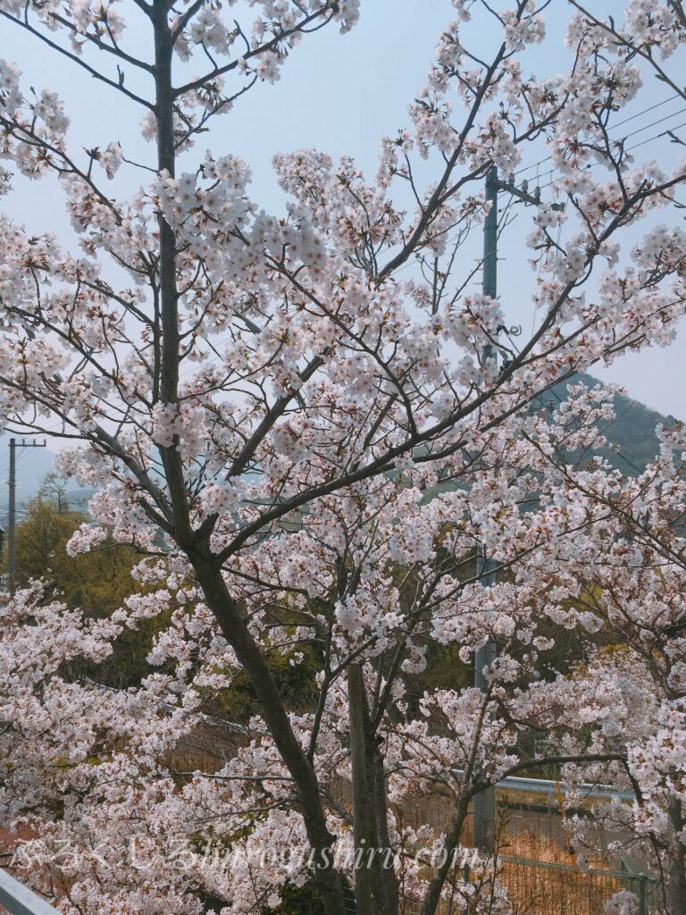 ふれあいパークみののモノライダーから見た桜