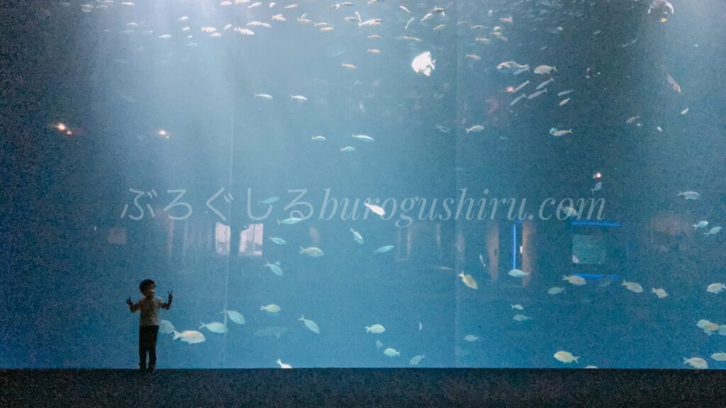 四国水族館の大きな水槽