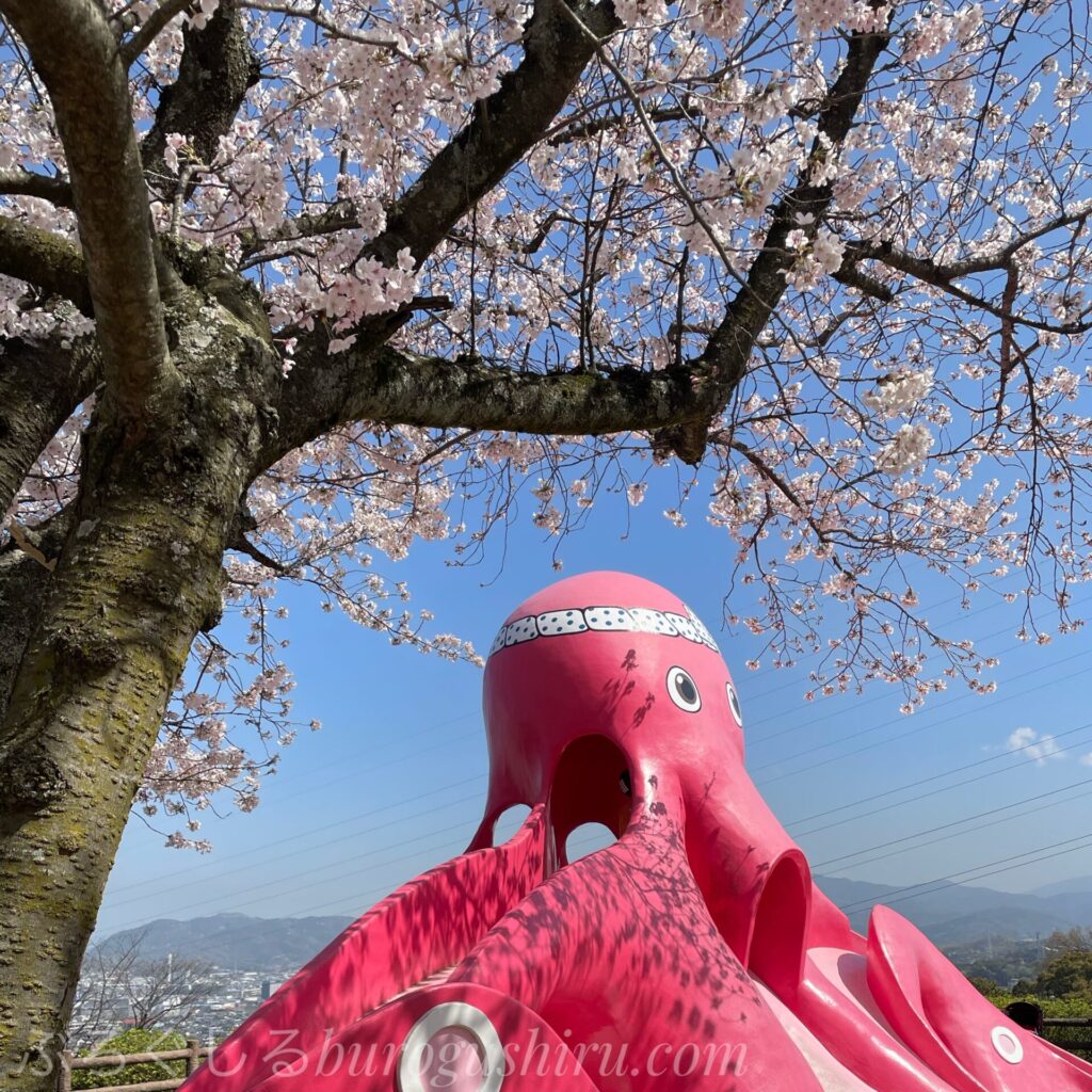 三島公園でお花見をしてきました