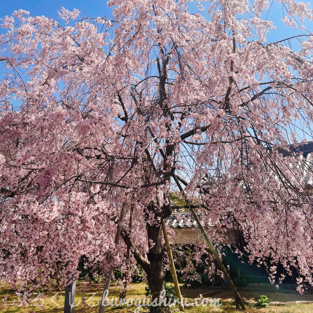 川之江城にお花見に行ってきた