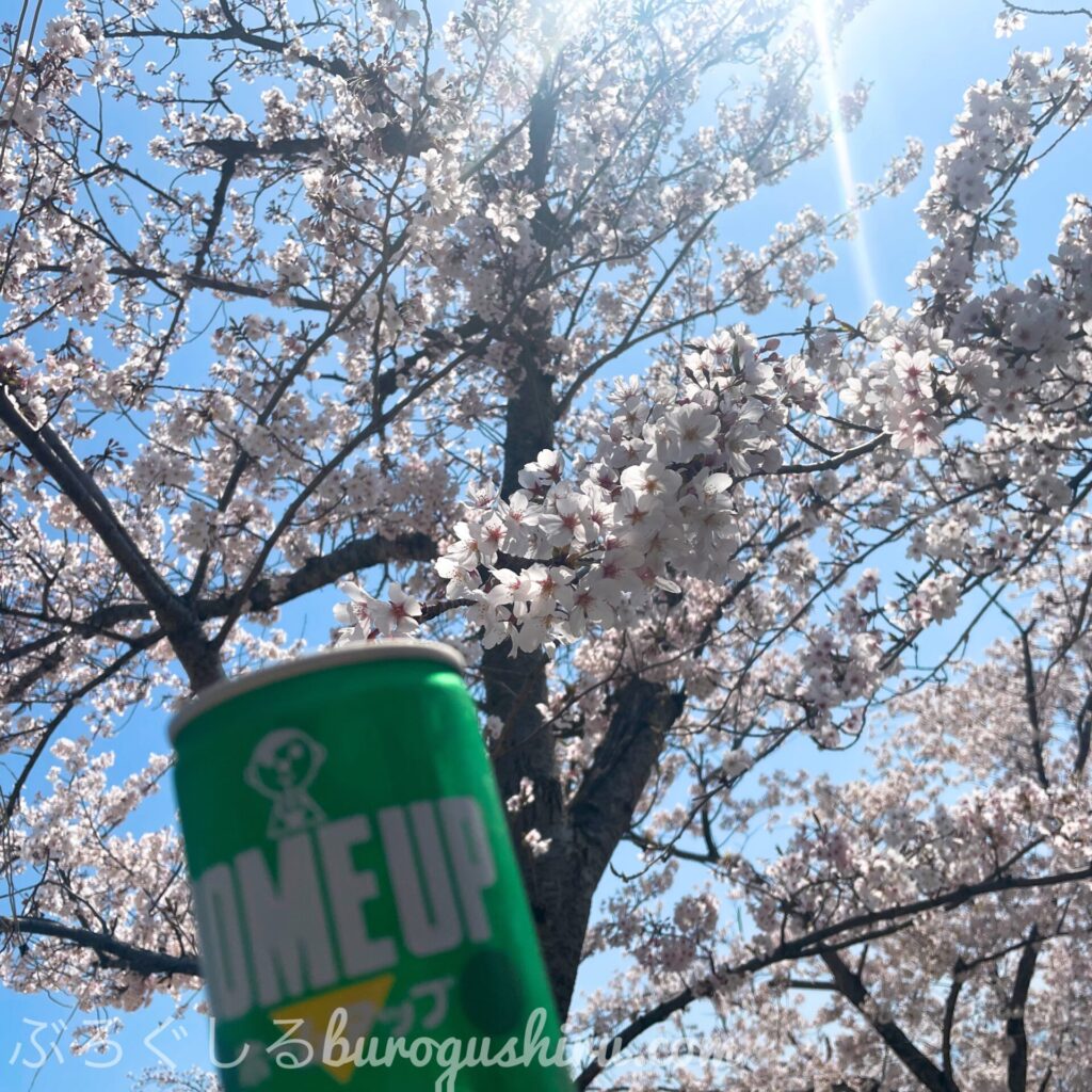 四国中央市の川之江城で桜を見ながら乾杯
