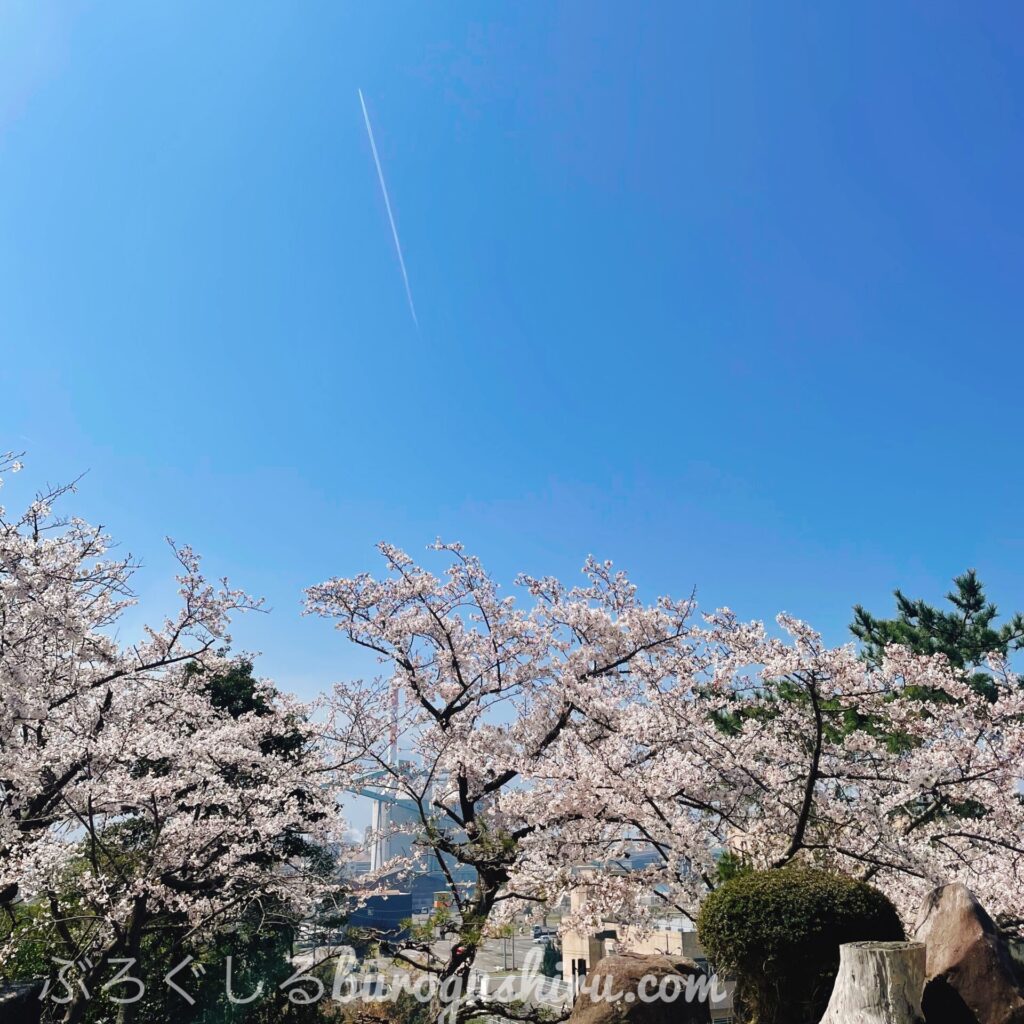 川之江城にお花見に行ってきた