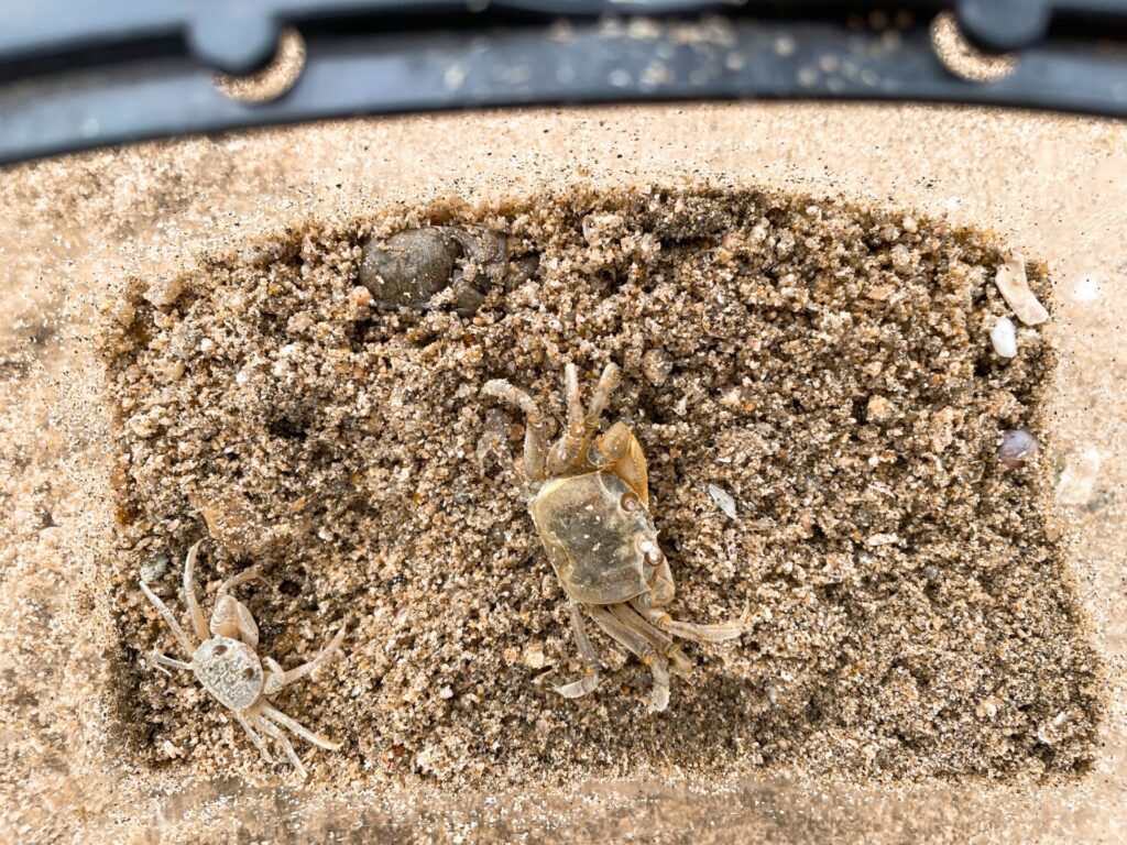 砂浜でスナガニを捕まえてきた