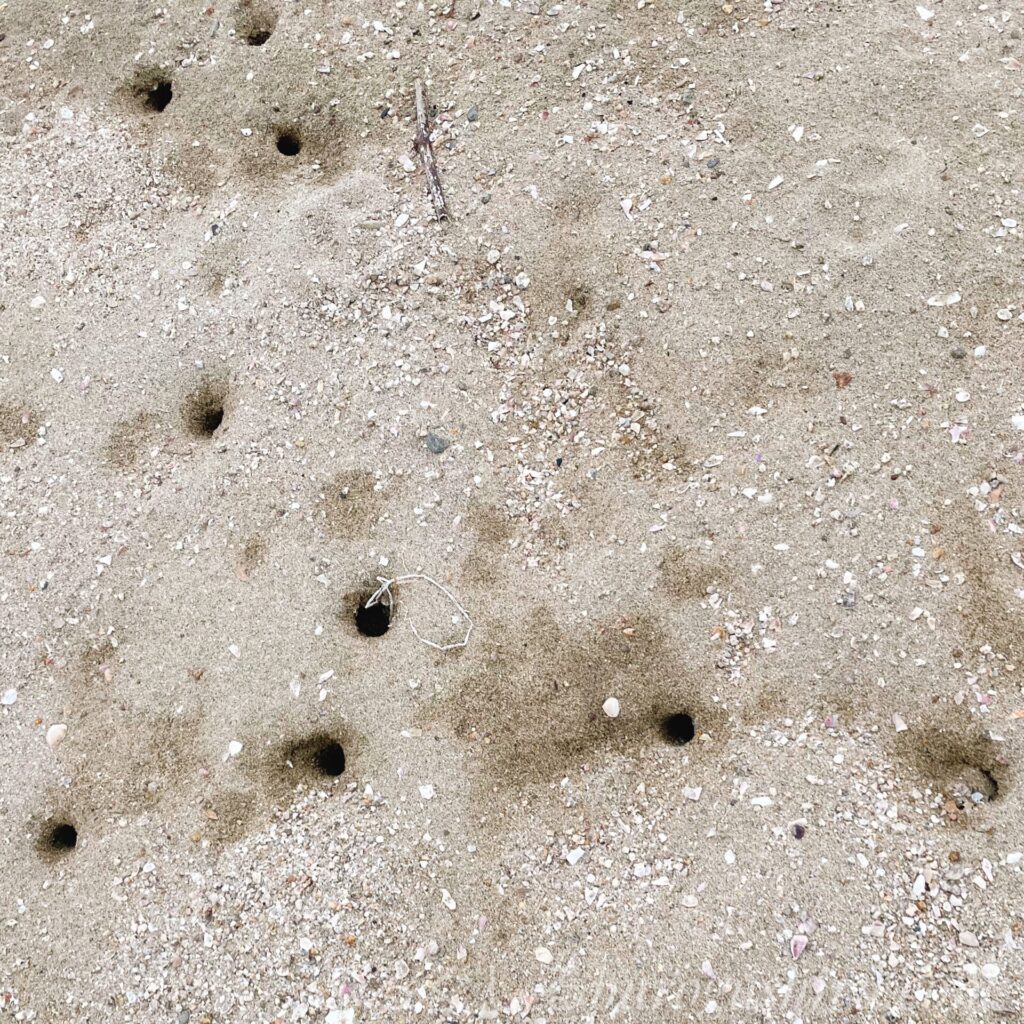 砂浜にたくさん開いている穴の中にはスナガニが潜んでいるよ