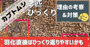 羽化直後のカブトムシはひっくり返りやすい